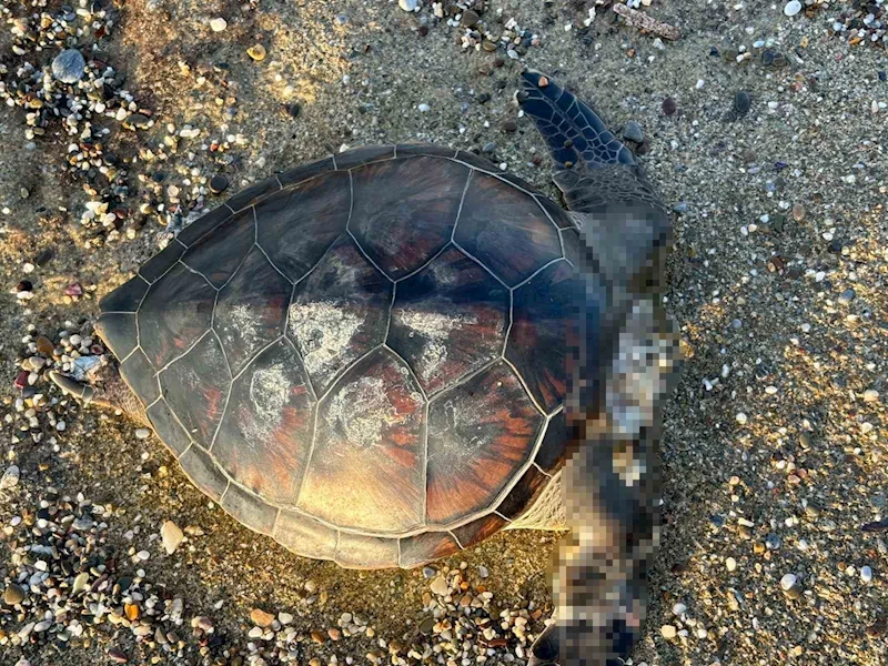 Alanya’da caretta caretta ölüsü bulundu
