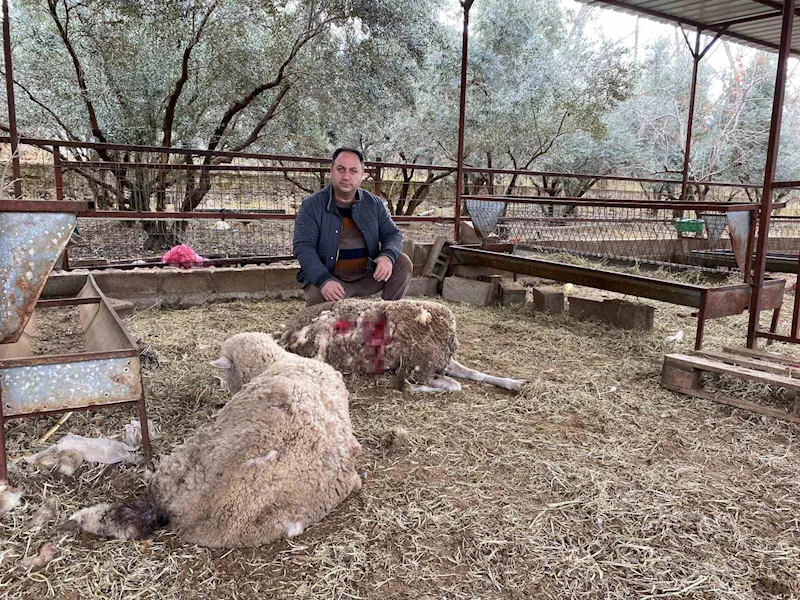 Bahçesine girdiğinde 7 koyunu telef olmuş halde buldu
