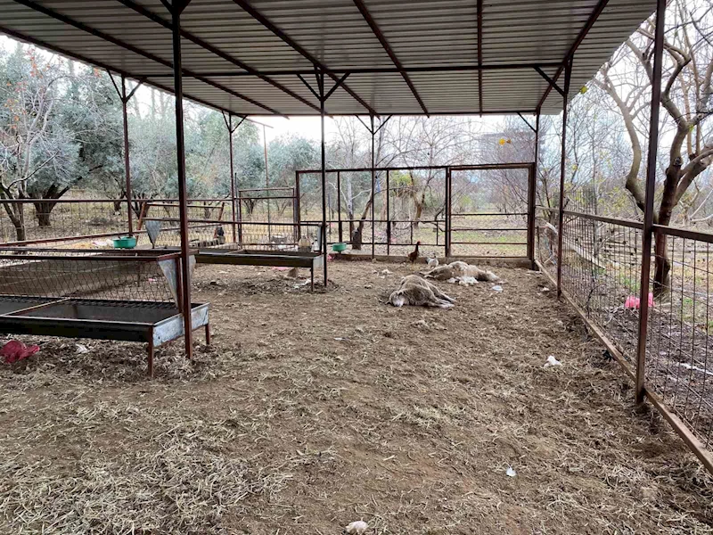 Bahçesine girdiğinde 7 koyunu telef olmuş halde buldu
