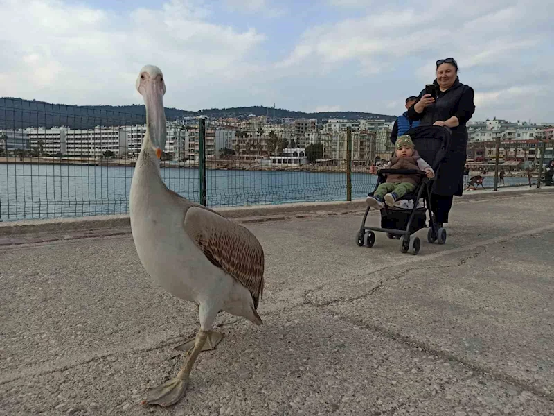 Silifke sahillerinde dolaşan pelikan insanların maskotu oldu
