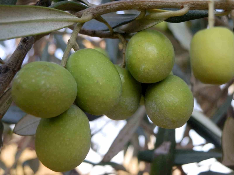 Mersin’de 150 bin  ton zeytin rekoltesi elde edildi
