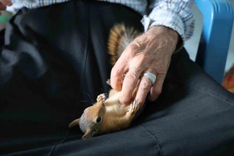 Yalnız kalmıştı, yavruyken kurtardığı ’sincap’ dostu oldu
