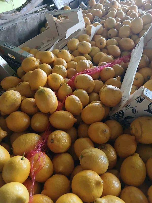 Pestisit kimyasal maddesi tespit edilen 55 ton limon imha edildi
