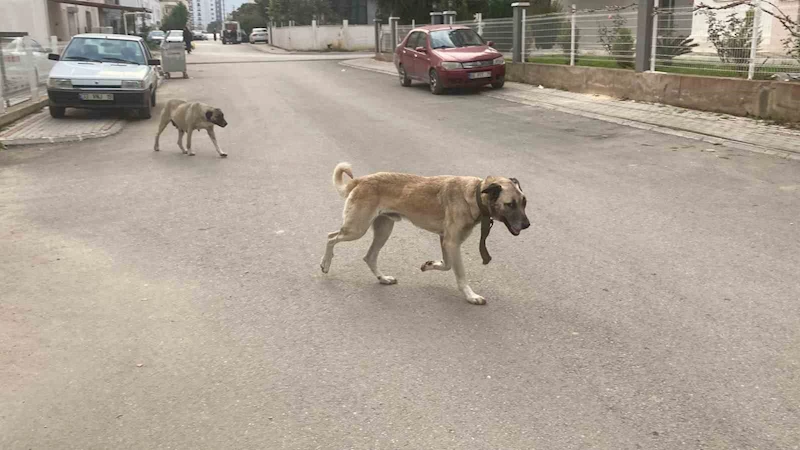 Sokak köpekleri kadına saldırdı: O anlar kamerada
