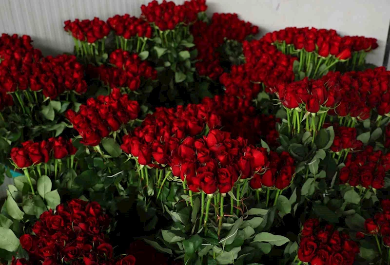 İthal gül, yerli gülün fiyatını düşürdü
