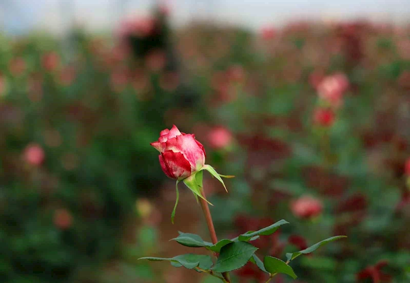 İthal gül, yerli gülün fiyatını düşürdü
