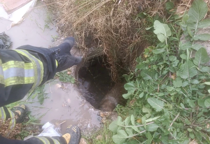 Arsuz’da kuyuya düşen köpeği itfaiye kurtardı
