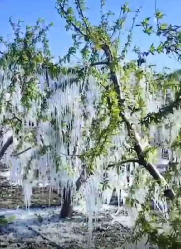 Tarsus’ta ağaçlarda buz sarkıtları oluştu

