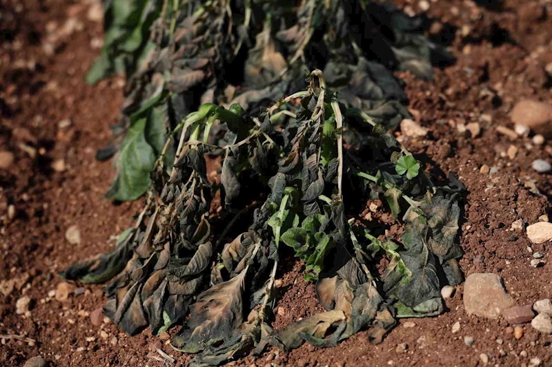 Çukurova’da 4 günlük zirai don, ürünleri etkiledi
