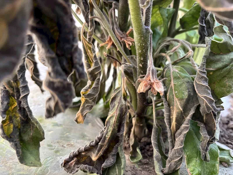 Tarsus’ta dondan zarar gören bölgelerin afet bölgesi ilan edilmesi talebi
