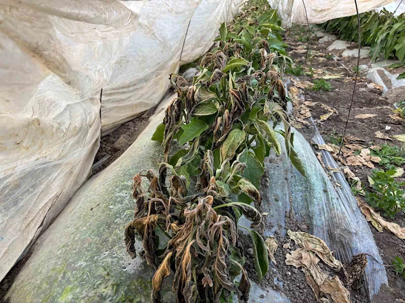 Tarsus’ta dondan zarar gören bölgelerin afet bölgesi ilan edilmesi talebi
