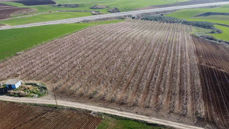 Adana’da şeftali ağaçları erken çiçek açtı
