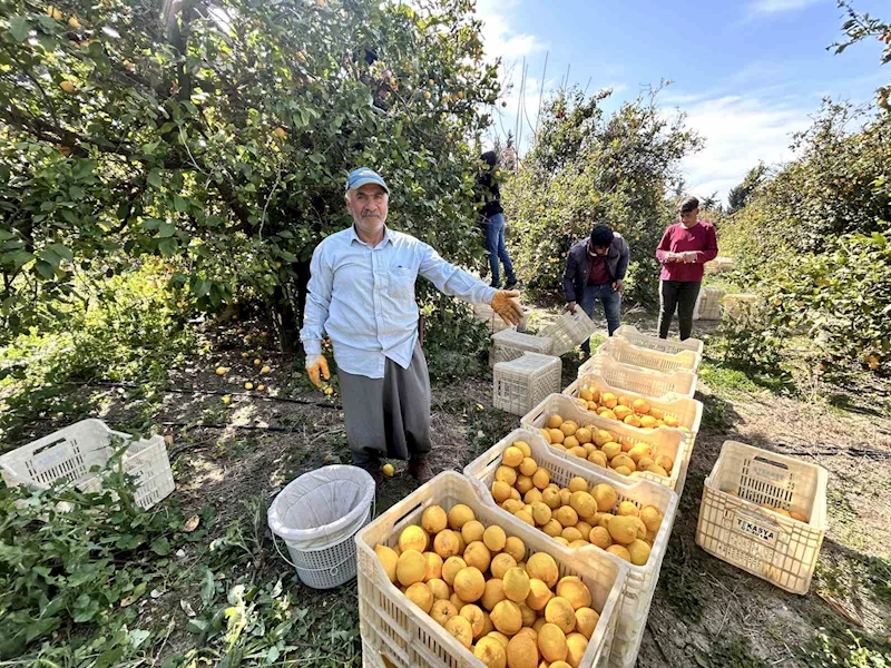 Üreticinin önlemiyle zirai dondan kurtulan limon bahçede 15 TL’den alıcı buluyor
