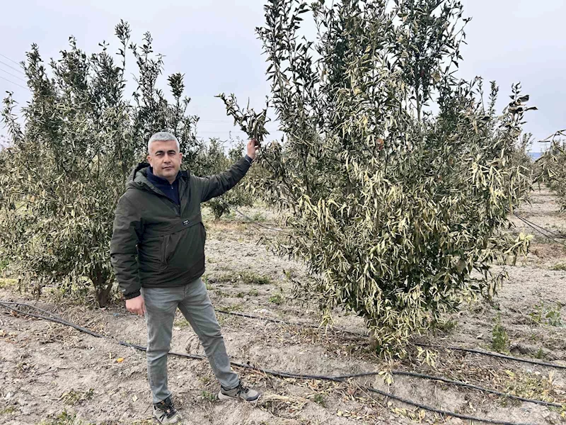 Türkiye’nin narenciye üretim merkezinde ağaçları don vurdu
