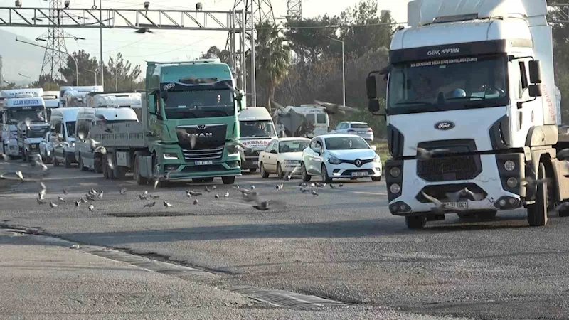 Tırlardan yola saçılan tahıllar binlerce kuşa yem oluyor
