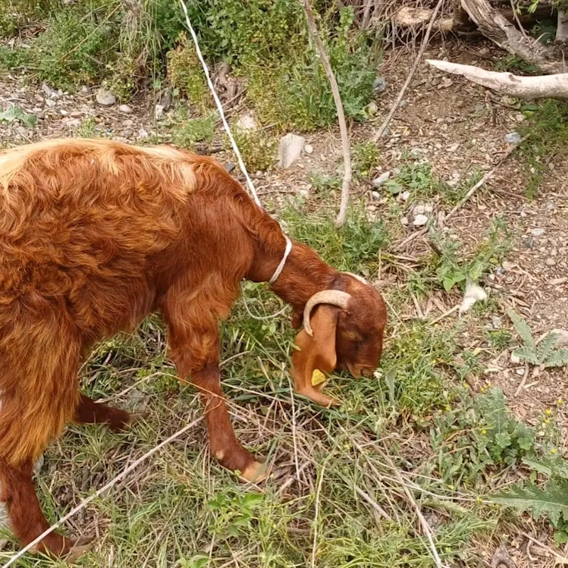 Çukura düşen keçiyi itfaiye kurtardı
