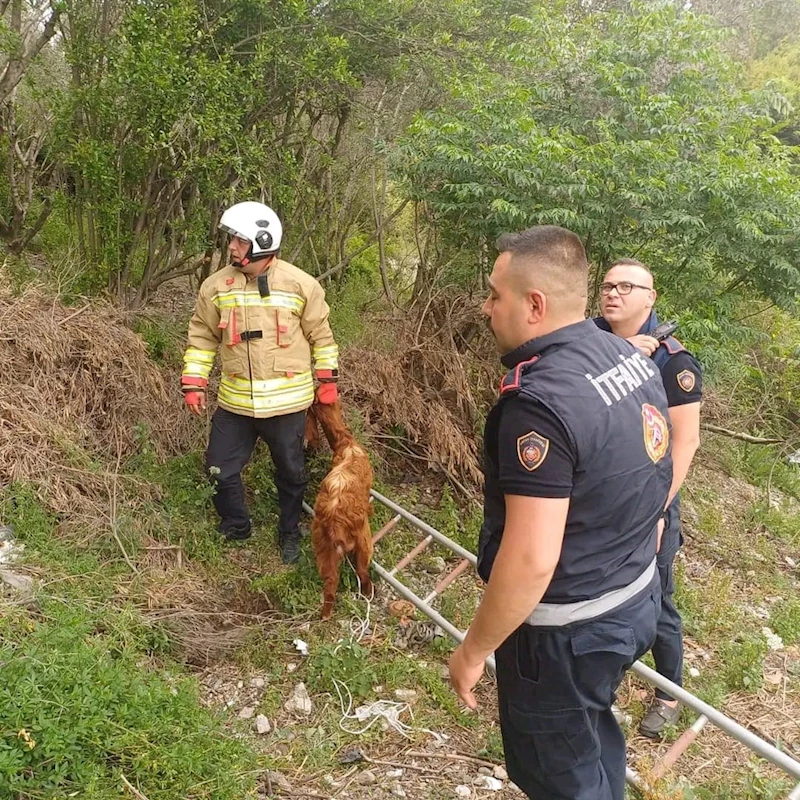 Çukura düşen keçiyi itfaiye kurtardı
