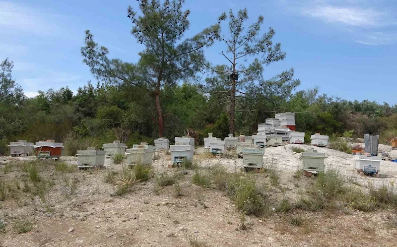 Arılara taşlı saldırı: Güvenlik kamerası o anları kaydetti
