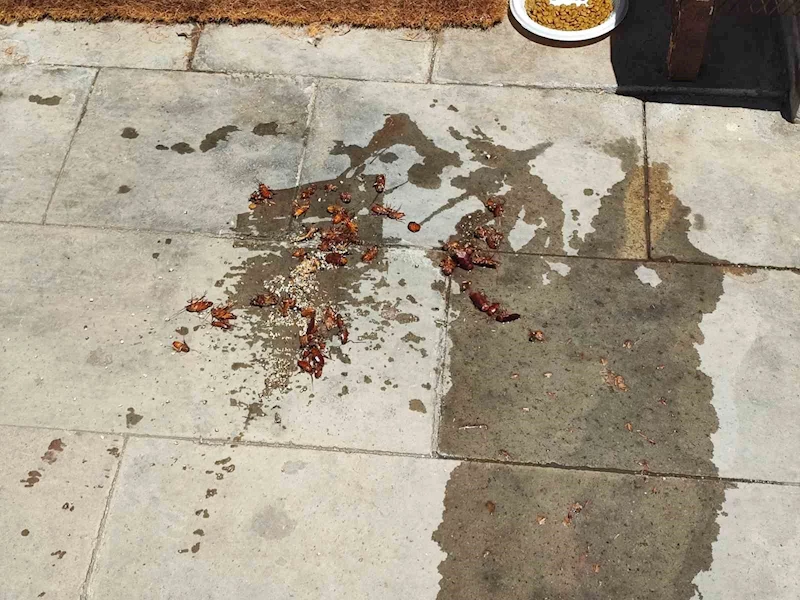 Büyükşehir belediyesi yetersiz kaldı vatandaş kendisi ilaçladı
