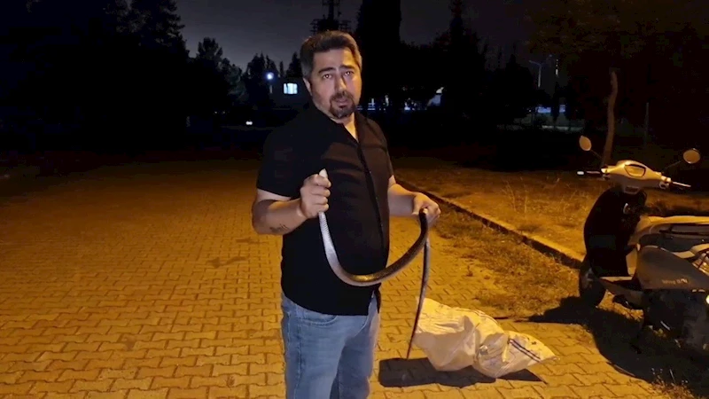 Yılanlara fısıldayan adam, çamaşır makinesine giren 1 buçuk metrelik karayılanı nasihat vererek doğaya bıraktı
