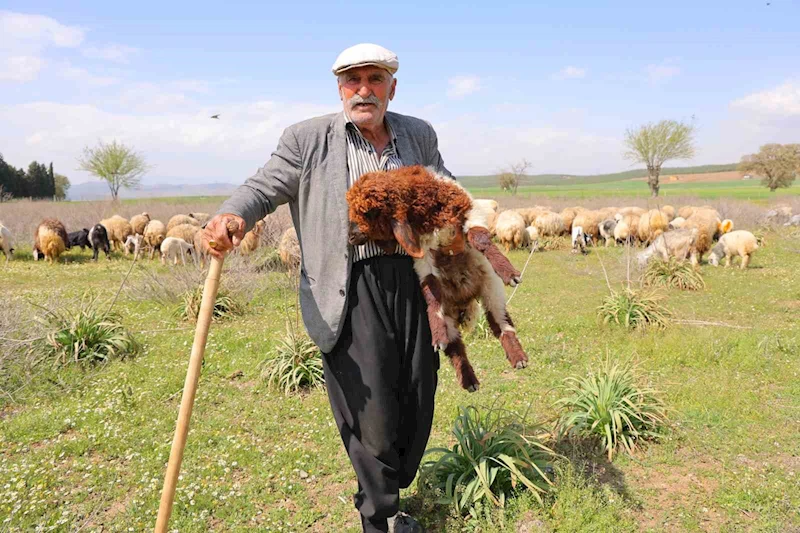 Kendi hayvanlarına çobanlık yapan Hüseyin dede: 