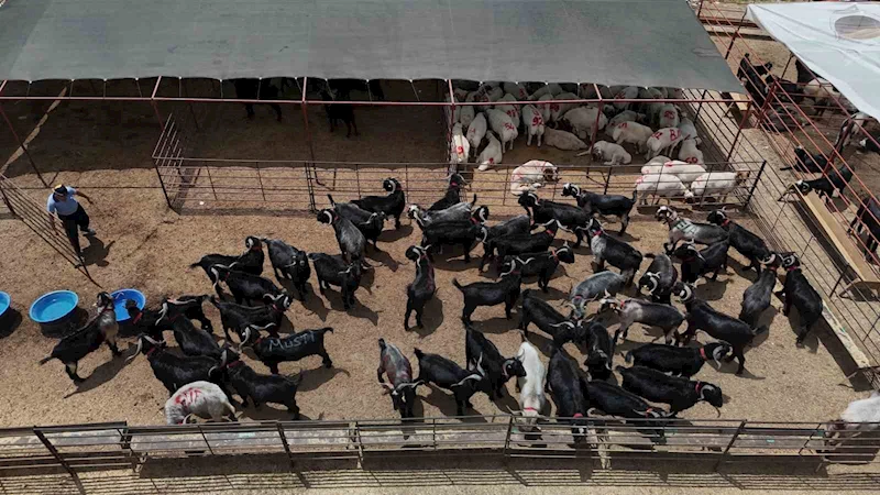 Adana’da kurbanlıklar görücüye çıktı: Kilo fiyatı 280 ile 310 TL arasında
