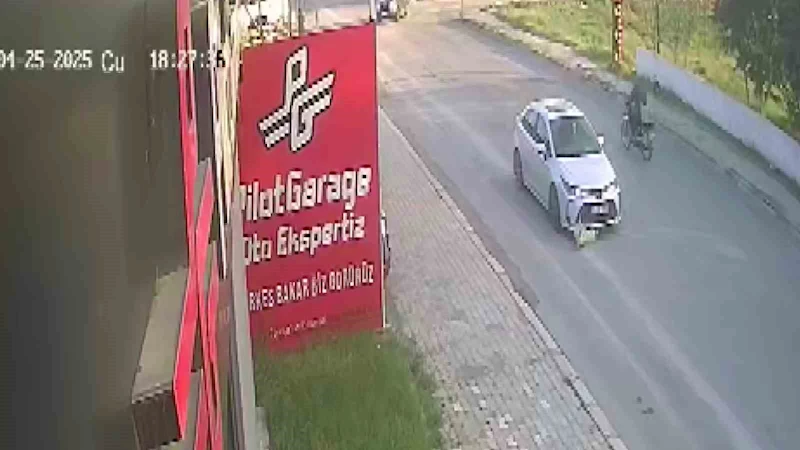 Telef olan köpeğin başında yürek burkan çaresizlik
