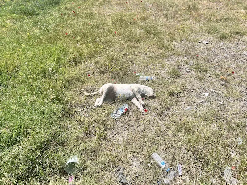 Telef olan köpeğin başında yürek burkan çaresizlik
