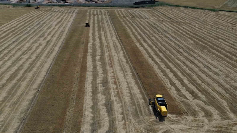 Amik Ovası’nda kuraklık buğdayda rekolteyi yarı yarıya düşürdü
