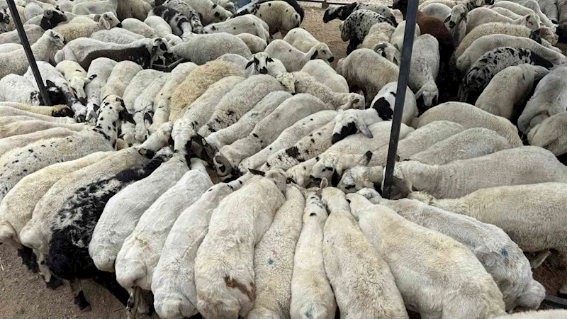 Karnı şiş kurbanlıklara dikkat: Yeme karıştırılan tuz ve sumak koyunları şişkin gösteriyor
