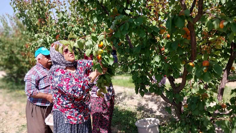 Kayısıda hasat yoğunlaştı, ihracat başladı
