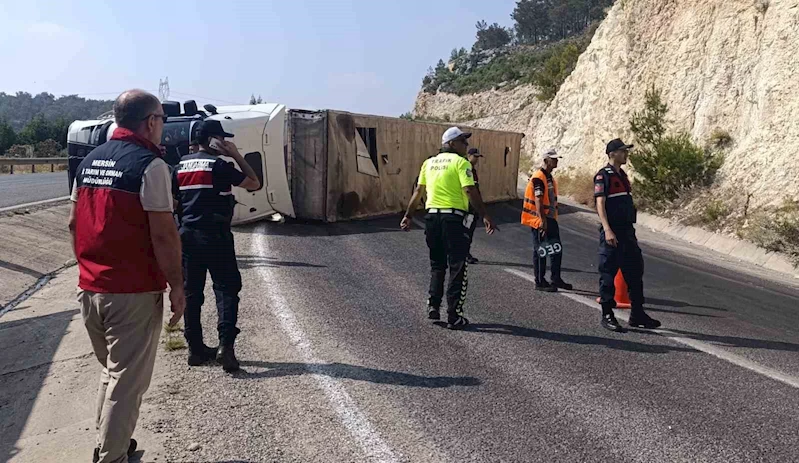 Angus yüklü tır devrildi, kaçan hayvanlar yakalandı
