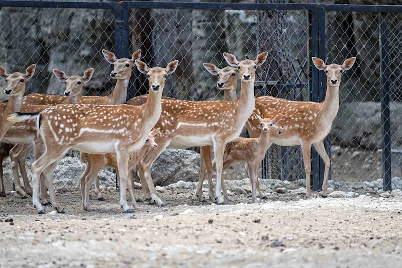 Tarsus Doğa Parkı’nda yavru sevinci
