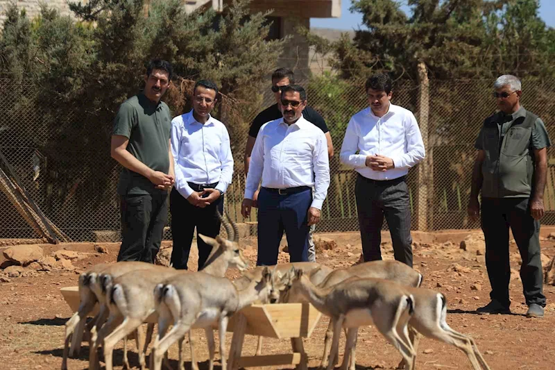Suriye sınırının sıfır noktasında kurulan merkezle birlikte dağ ceylanlarının sayısı  18 kat arttı
