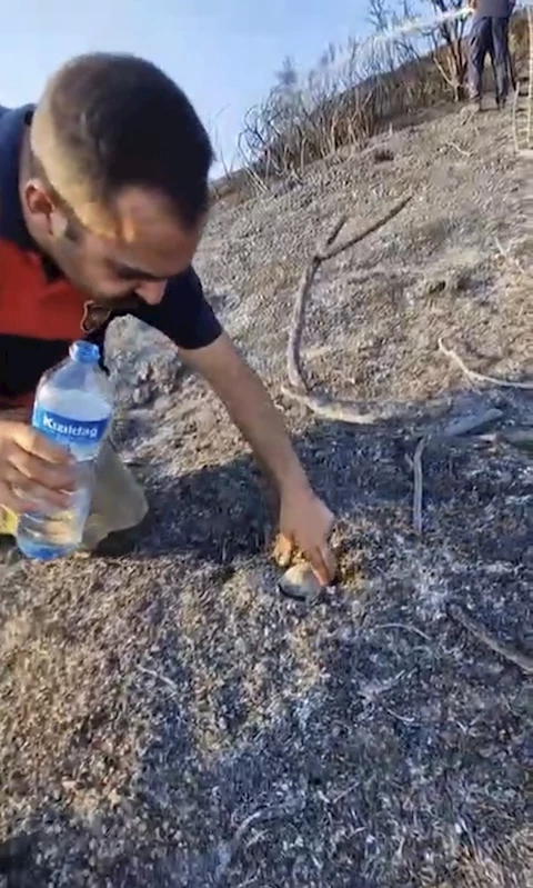 İtfaiyeciden, alevler içinde mahsur kalan kaplumbağaya can suyu
