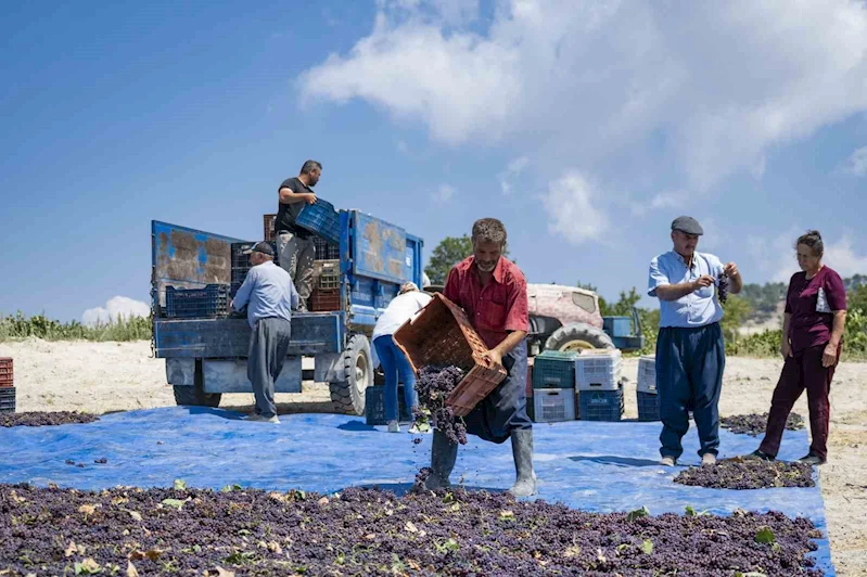 Gülnar kuş üzümü tescil ile değer kazandı
