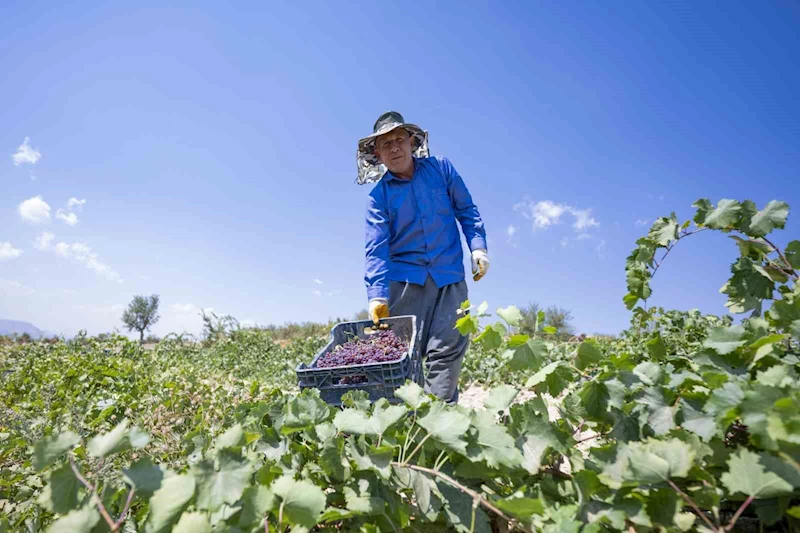 Gülnar kuş üzümü tescil ile değer kazandı
