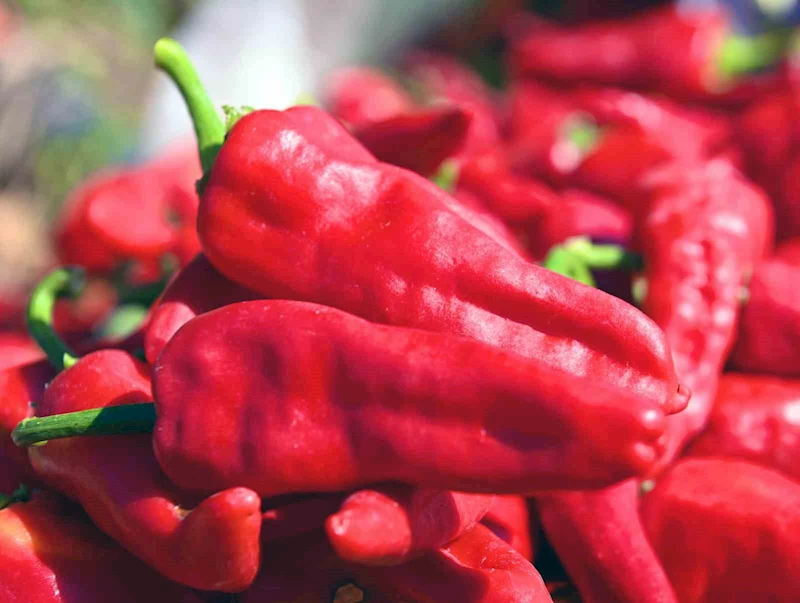 Başkan Görgel; "Coğrafi işaretli Maraş biberimizin üretimi 30 bin tona ulaştı"
