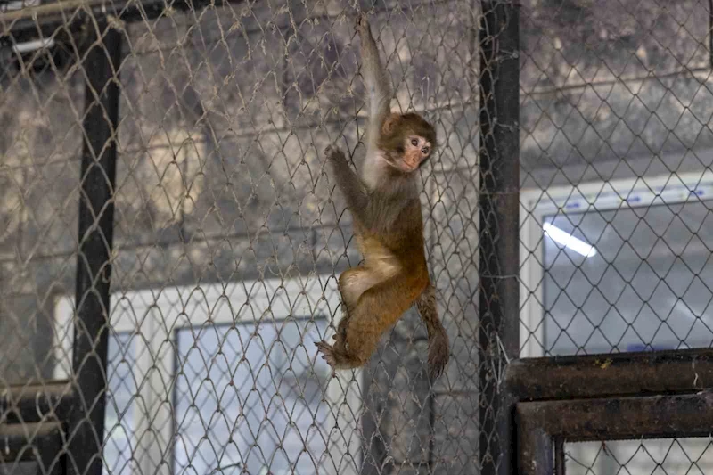 Şiddet mağduru maymun Mersin’de koruma altına alındı
