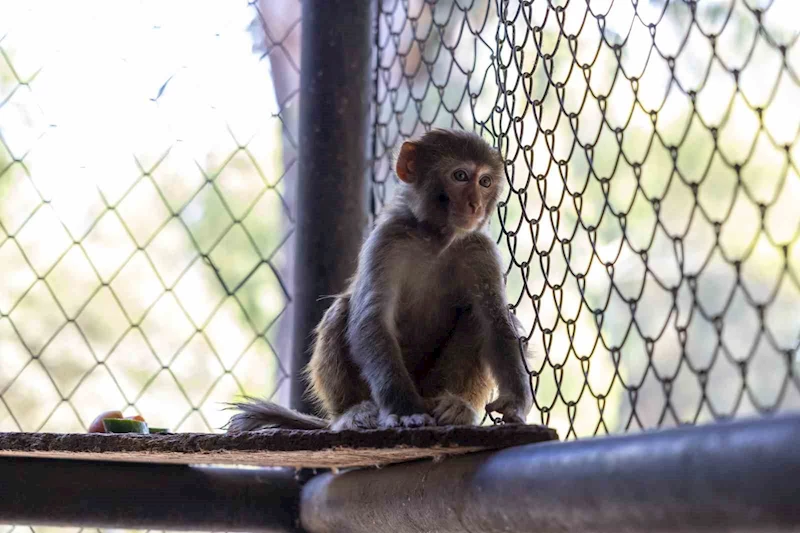 Şiddet mağduru maymun Mersin’de koruma altına alındı
