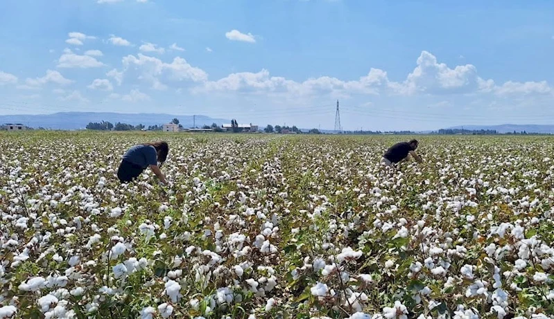 Hatay’da pamuk ve soya ekili araziler kontrol edildi
