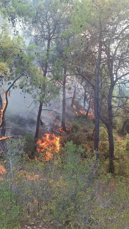 Adana’da çıkan orman yangınları söndürüldü
