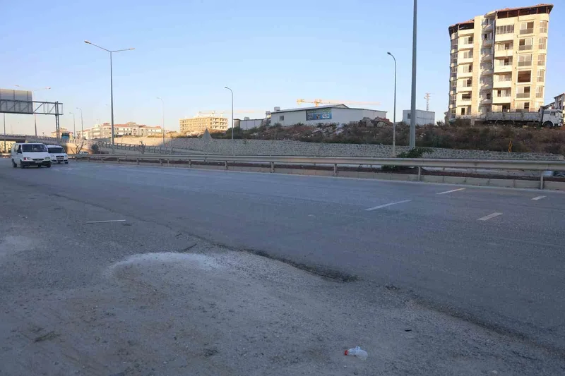 Ahırdan kaçan buzağı, kara yoluna çıkınca sürücülere zor anlar yaşattı
