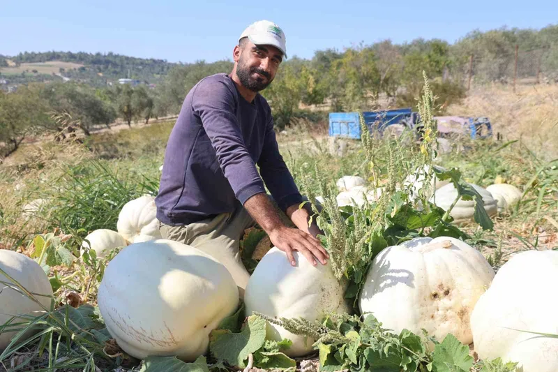Kilolarca ağırlığa ulaşan tescilli beyaz kabakta hasat başladı
