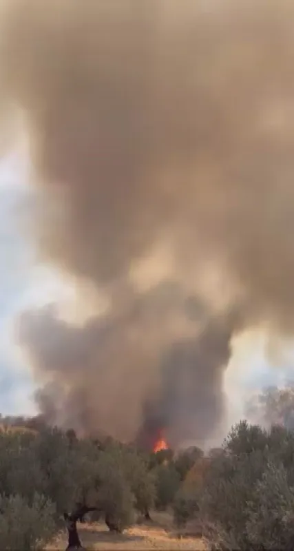 Hatay’da zeytinlik alanda çıkan yangın büyümeden söndürüldü
