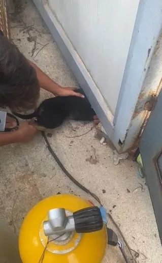 Konteyner altında sıkışıp mahsur kalan yavru köpeği itfaiye ekipleri kurtardı
