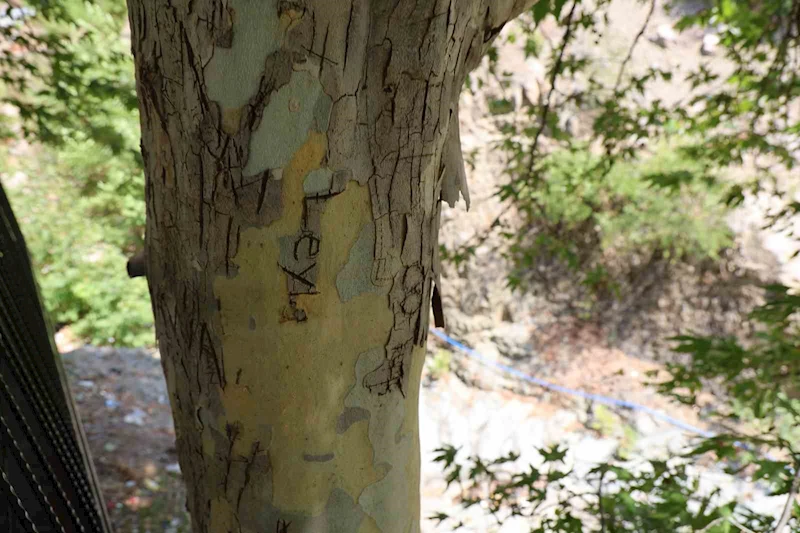 45 yıllık çınarı yazı tahtasına çevirdiler: Vatandaş çuvalla koruma altına aldı
