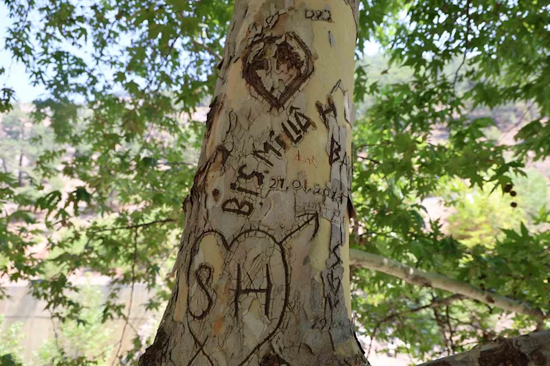 45 yıllık çınarı yazı tahtasına çevirdiler: Vatandaş çuvalla koruma altına aldı
