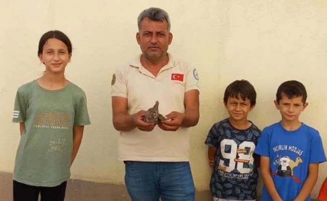 Yaralı yavru baykuş ve bayağı arı şahini tedavi altına alındı
