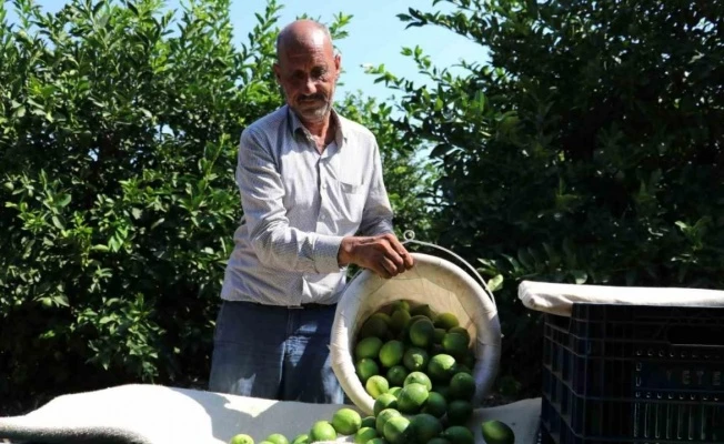 Adanalı çiftçiler yeşillenme hastalığına karşı teyakkuzda